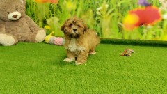 Lhasa Apso Puppy for sale